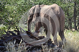 Elephant, Etosha National Park