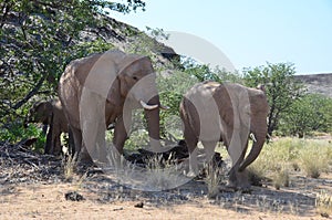 Elephant, Etosha National Park