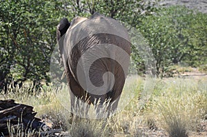 Elephant, Etosha National Park