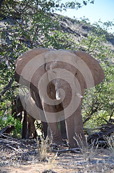 Elephant, Etosha National Park