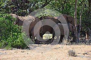 Elephant, Etosha National Park