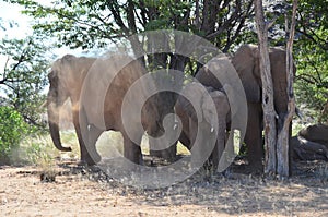 Elephant, Etosha National Park