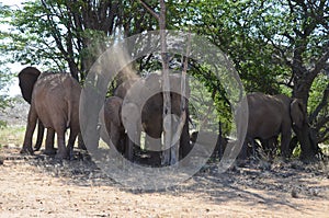 Elephant, Etosha National Park