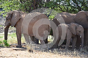 Elephant, Etosha National Park