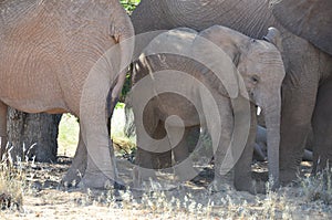 Elephant, Etosha National Park