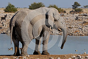 Elephant, Etosha National park, Namibia