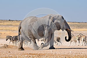 Elephant, Etosha National park, Namibia