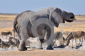 Elephant, Etosha National park, Namibia