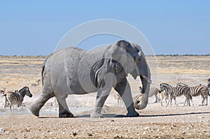 Elephant, Etosha National park, Namibia