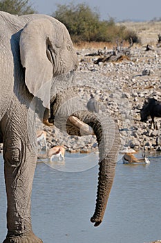 Elephant, Etosha National Park, Namibia