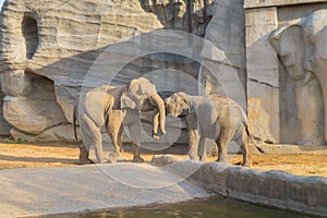 Elephant in Everland Zoo