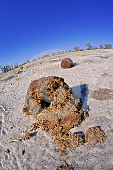 Elephant excrements, Chobe National Park, Botswana