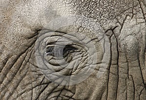 Elephant eye