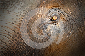 Elephant eye