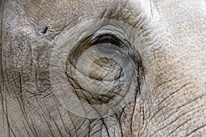 Elephant eye