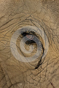 Elephant Eye