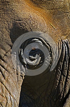 Elephant Eye