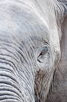 Elephant eye