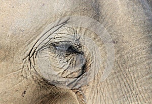 Elephant Eye