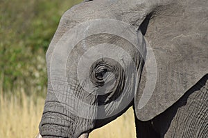 Elephant Eye