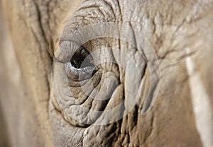 Elephant eye