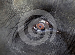 Elephant eye close-up