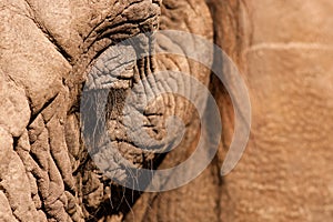 Elephant eye close up