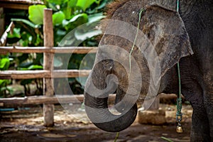 Elephant Eye Close-up