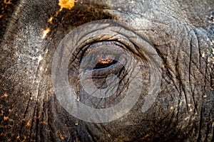 Elephant Eye Close-up