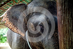 Elephant Eye Close-up