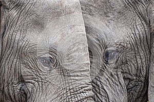 Elephant eye close up in kruger park south africa