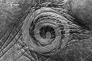 Elephant Eye
