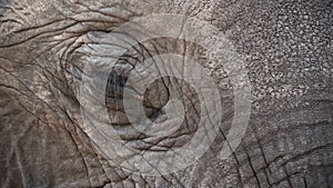Elephant eye closeup with detail