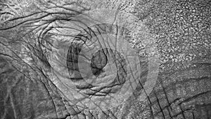 Elephant eye closeup with detail