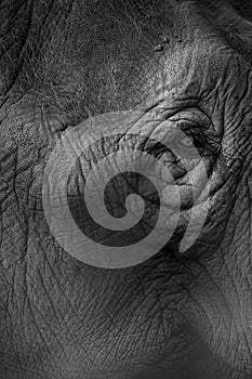 Elephant eye detail in black and white