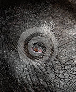 Elephant eye detail in a zoo