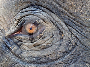 Elephant eye in Koh Chang