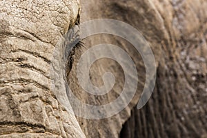 Elephant eye lashes in South Africa
