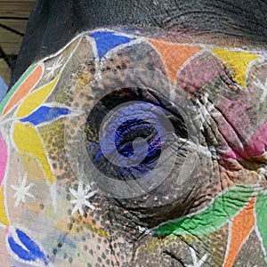 Elephant eye makeup for ceremony.