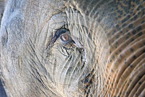 Elephant eyes photo