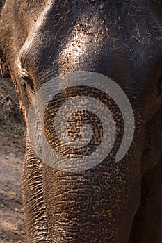 Elephant face