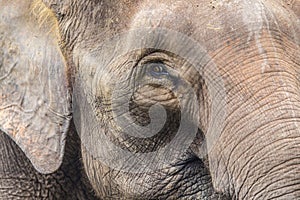 Elephant face