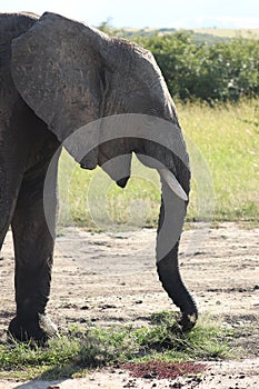 Elephant face closeup in the african savannah.