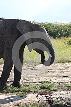 Elephant face closeup in the african savannah.