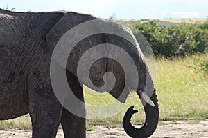 Elephant face closeup in the african savannah.