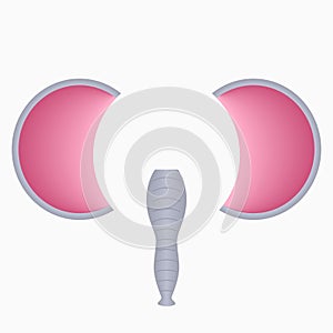 Elephant face elements - ears and proboscis. Selfie photo and video chart filter with cartoon animals mask. Vector.