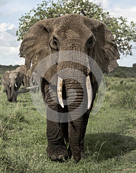 Elephant facing, Serengeti photo