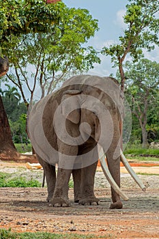 Elephant Facing Side of Camera on Sunny Day