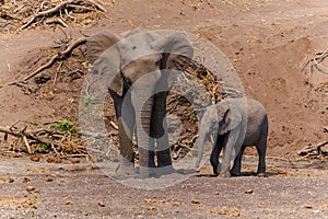 Elephant, famale and baby,  going for a drink