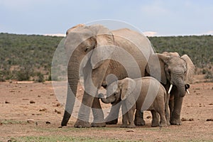 Slon rodina 